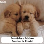 Best-Golden-Retriever-Breeders-in-Alberta-template