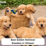 Best-Golden-Retriever-Breeders-in-Ottawa-template