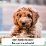 Best-Goldendoodle-Breeders-in-Alberta-template