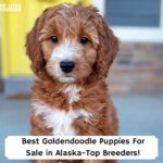 Best-Goldendoodle-Puppies-For-Sale-in-Alaska-Top-Breeders-template