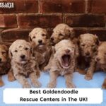 Best-Goldendoodle-Rescue-Centers-in-The-UK-template