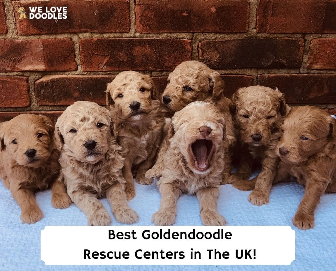 6 Best Goldendoodle Rescue Centers in the UK!