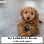 Best-Goldendoodle-Rescues-in-Massachusetts-template