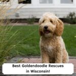 Best-Goldendoodle-Rescues-in-Wisconsin
