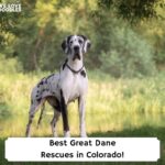 Best-Great-Dane-Rescues-in-Colorado-template