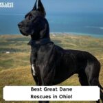 Best-Great-Dane-Rescues-in-Ohio-template