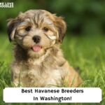 Best-Havanese-Breeders-In-Washington-template