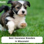 Best-Havanese-Breeders-In-Wisconsin-template