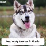 Best-Husky-Rescues-in-Florida-template