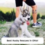 Best-Husky-Rescues-in-Ohio-template