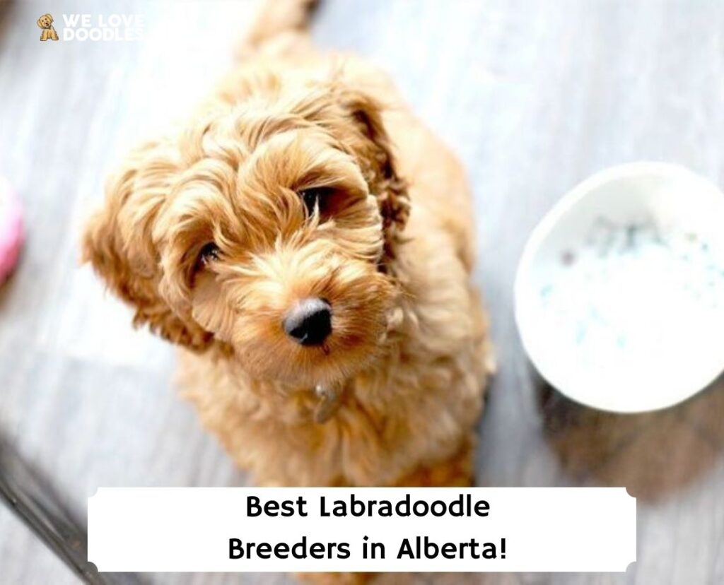 6 Best Labradoodle Breeders In Alberta 2024 We Love Doodles   Best Labradoodle Breeders In Alberta Template 1024x828 