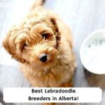Best-Labradoodle-Breeders-in-Alberta-template