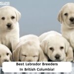 Best-Labrador-Breeders-In-British-Columbia-template