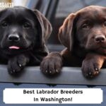 Best-Labrador-Breeders-In-Washington-template