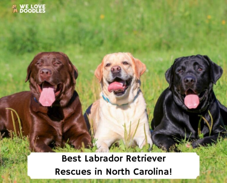 4 Best Labrador Retriever Rescues in North Carolina!