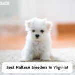 Best-Maltese-Breeders-In-Virginia-template