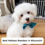 Best-Maltese-Breeders-In-Wisconsin-template