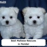 Best-Maltese-Rescues-in-Florida-template