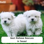 Best-Maltese-Rescues-in-Texas-template