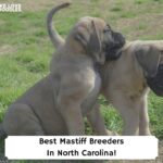 Best-Mastiff-Breeders-In-North-Carolina-template