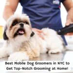Best-Mobile-Dog-Groomers-in-NYC-to-Get-Top-Notch-Grooming-at-Home-template