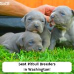 Best-Pitbull-Breeders-In-Washington-template