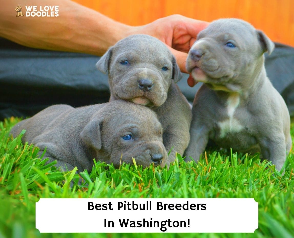 Underholde dom fantom 6 Best Pitbull Breeders in Washington! (2023) - We Love Doodles