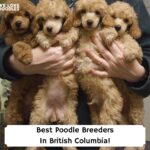 Best-Poodle-Breeders-In-British-Columbia-template