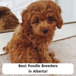 Best-Poodle-Breeders-in-Alberta-template