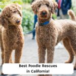 Best-Poodle-Rescues-in-California-template
