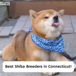 Best-Shiba-Breeders-in-Connecticut-template