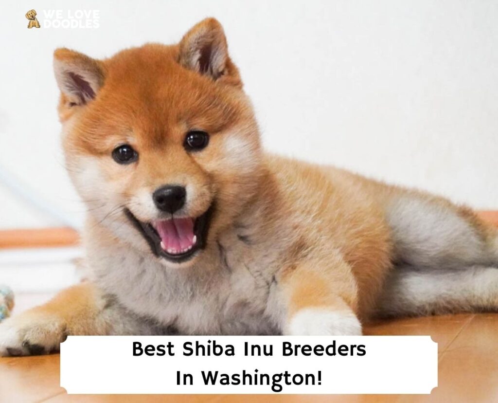 how much is a shiba inu dog