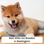 Best-Shiba-Inu-Breeders-In-Washington-template