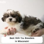 Best-Shih-Tzu-Breeders-In-Wisconsin-template