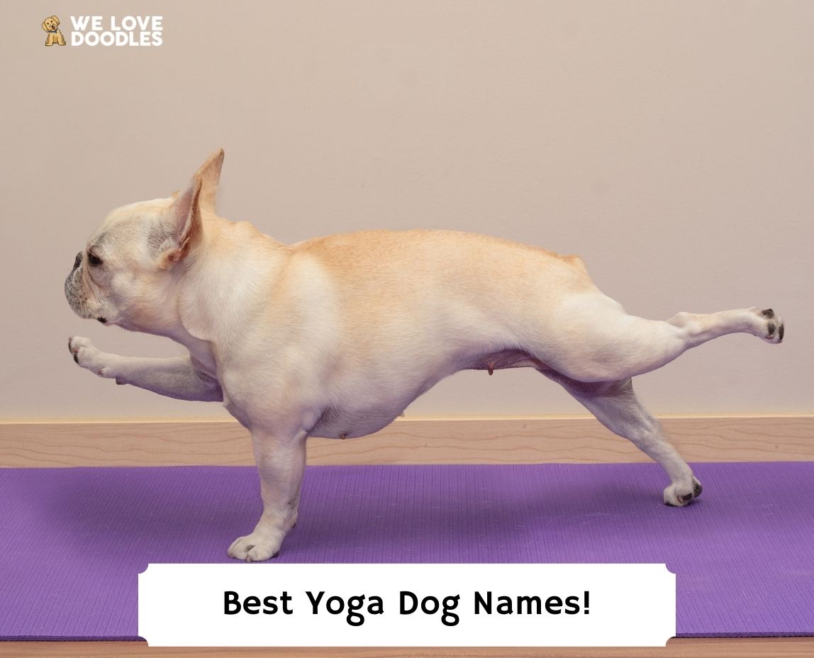 100 Best Yoga Dog Names! (2024)