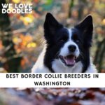 Border Collie Breeders in Washington