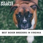 Boxer Breeders in Virginia