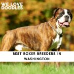 Boxer Breeders in Washington