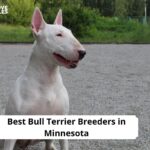 Bull Terrier Breeders in Minnesota