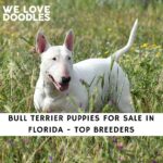 Bull Terrier Puppies For Sale in Florida