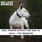 Bull Terrier Puppies For Sale in Ohio