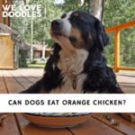 Can Dogs Eat Orange Chicken