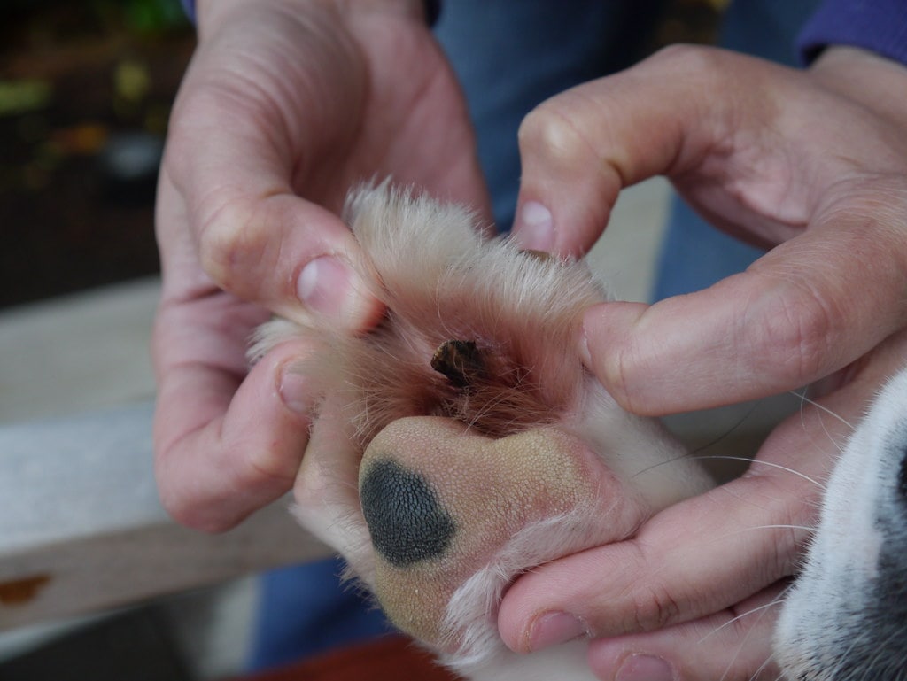 What Is a Cutaneous Horn on a Dog?