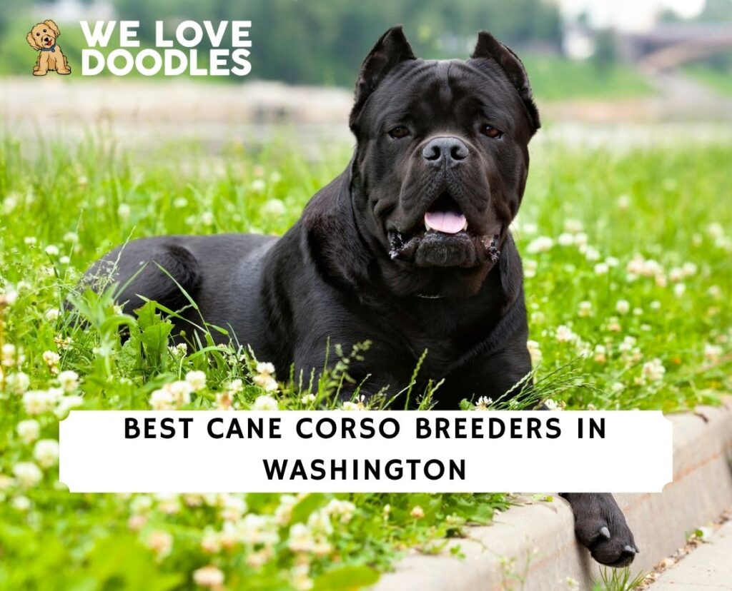 5 Best Cane Corso Breeders in Washington! (2024) - We Love Doodles