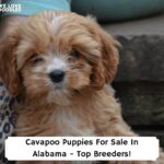 Cavapoo-Puppies-For-Sale-In-Alabama-Top-Breeders-template