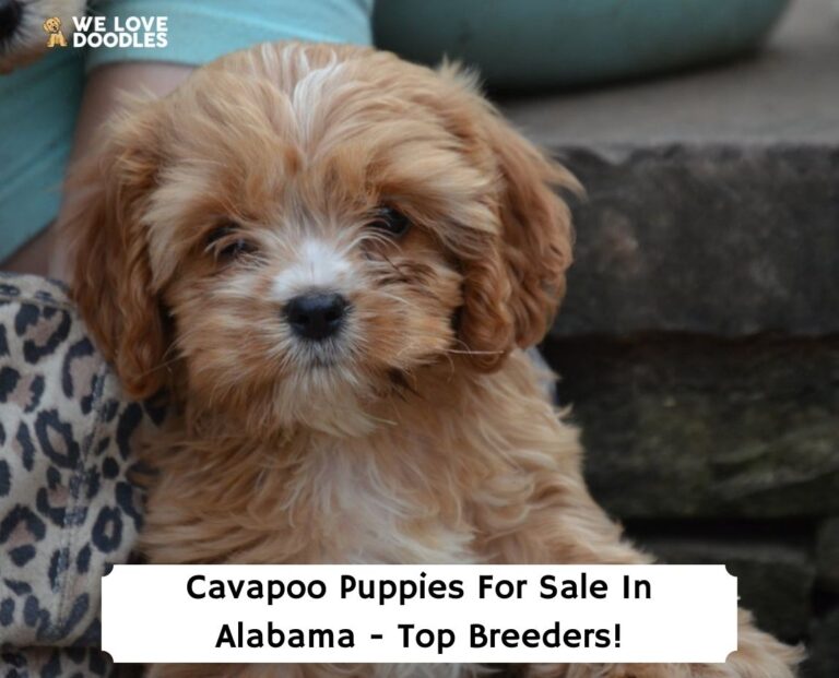 Cavapoo Puppies For Sale in Alabama: Top 6 Breeders! (2023) - We Love ...