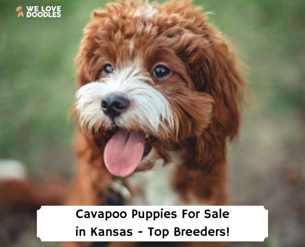 Cavapoo-Puppies-For-Sale-in-Kansas-Top-Breeders-template