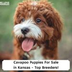 Cavapoo-Puppies-For-Sale-in-Kansas-Top-Breeders-template