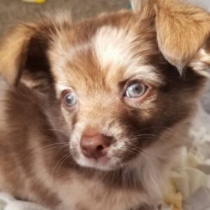 ChiBabyMine Chihuahuas