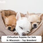 Chihuahua-Puppies-For-Sale-In-Wisconsin-Top-Breeders-template